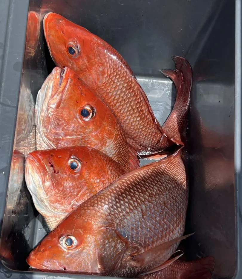 pensacola-red-snapper-catch-2637